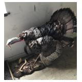 Taxidermy turkey mount