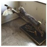 Bobcat chasing pheasant taxidermy mount