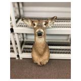 Doe head