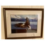 Framed bald eagle photo print