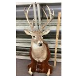 Deer mount with hoof hooks