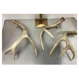 Deer antlers