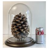 13" glass dome with huge coulter pine cone