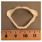 Shark jaws
