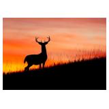 2025 Summer Kickoff Sportsman Auction