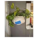 Wall Hanging Planter with Golden Pothos Plant