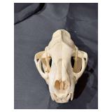 Wolf Skull