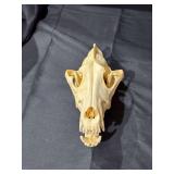 Racoon Skull