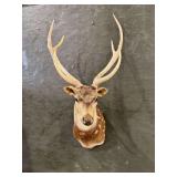 Axis Deer