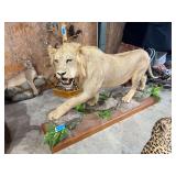 African Male Lion Full Mount