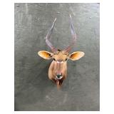 African Nyala Shoulder Mount