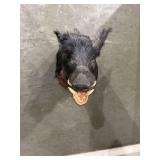 Wild Boar Shoulder Mount