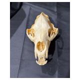 American Black Bear skull