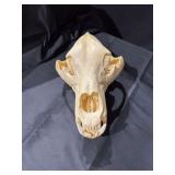 American Black Bear skull