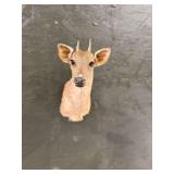 Brocket Deer Shoulder Mount