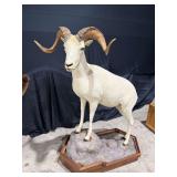 Dall Sheep Full Mount in Diorama Base