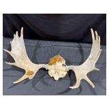 Moose Skull Antlers