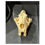 Lion Skull