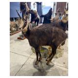 Chamois, Goat Antelope Full Mount on Realistic Habitat Base