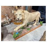 African Male Lion Full Mount in Diorama Base