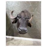 Cape Buffalo