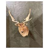 Fallow Deer