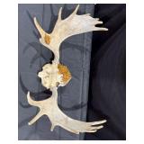Moose Skull Antlers