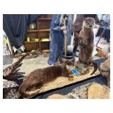 American River Otter