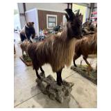 Himalayan Tahr Full Mount on Realistic Habitat Base