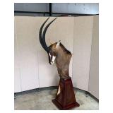 Sable Antelope