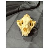 Mountain Lion Skull