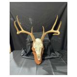 Deer Euro Skull Mount on Wall Pedestal