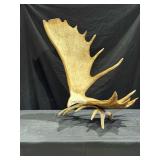 Moose Antler Eagle Carving