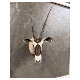 Gemsbok