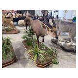 Cape Bushbuck Full Mount in Diorama Base