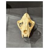 Mountain Lion Skull