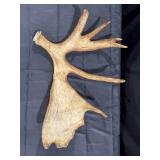 Moose Antler
