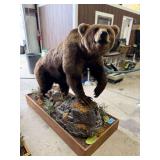 Grizzly Bear Full Mount in Diorama Base