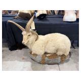 Dall Sheep Full Mount