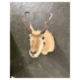 Pronghorn Antelope