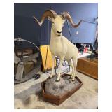 Dall Sheep Full Mount in Diorama Base