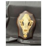 Mountain Lion Skull