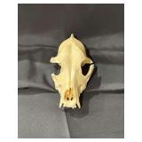Racoon Skull