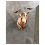 Nigerian Dwarf Goat Shoulder Mount