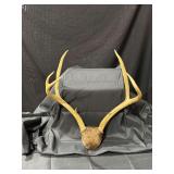 Deer Antlers