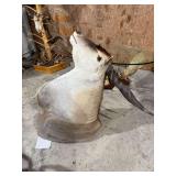 Eland Shoulder Mount