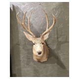 Mule Deer Mount