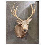 Mule Deer Mount