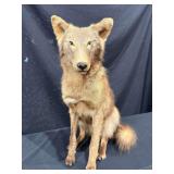 Coyote Full Mount