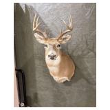 Whitetail Deer Shoulder Mount